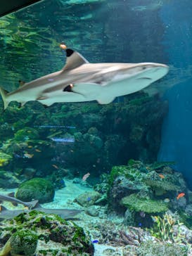 マクセル アクアパーク品川に投稿された画像（2025/3/30）