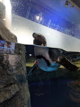 マクセル アクアパーク品川に投稿された画像（2025/3/30）