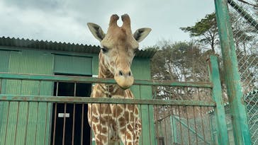 岩手サファリパークに投稿された画像（2025/3/30）