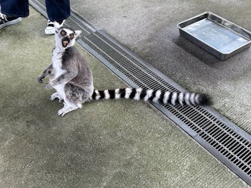 岩手サファリパークに投稿された画像（2025/3/30）