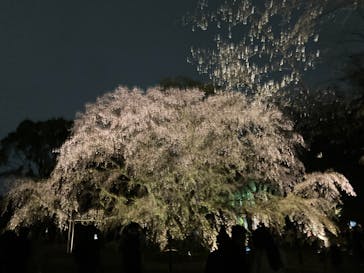 六義園に投稿された画像（2025/3/30）