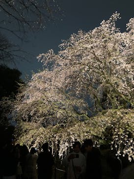 六義園に投稿された画像（2025/3/30）