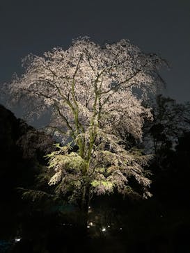 六義園に投稿された画像（2025/3/30）