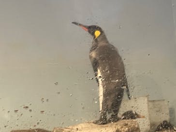 マクセル アクアパーク品川に投稿された画像（2025/3/30）