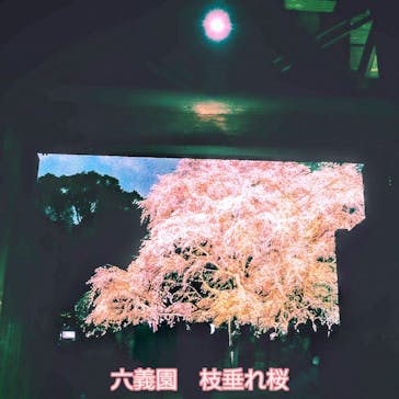 六義園に投稿された画像（2025/3/30）