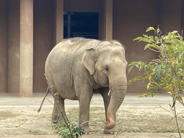 名古屋市東山動植物園に投稿された画像（2025/3/30）