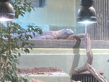 名古屋市東山動植物園に投稿された画像（2025/3/30）