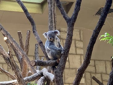 名古屋市東山動植物園に投稿された画像（2025/3/30）