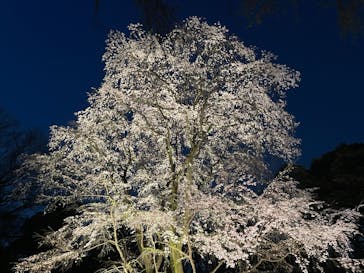 六義園に投稿された画像（2025/3/30）