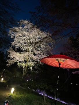 六義園に投稿された画像（2025/3/30）