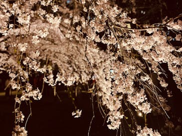 六義園に投稿された画像（2025/3/30）