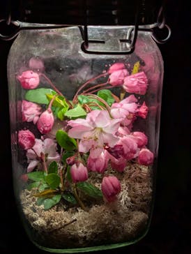 六義園に投稿された画像（2025/3/30）