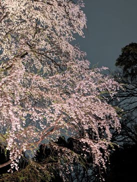 六義園に投稿された画像（2025/3/30）