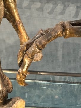 福井県立恐竜博物館に投稿された画像（2025/3/30）