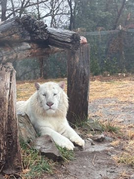 群馬サファリパークに投稿された画像（2025/3/30）