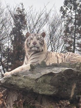 群馬サファリパークに投稿された画像（2025/3/30）