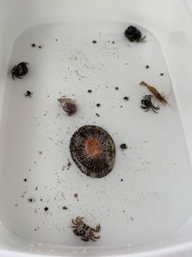 新江ノ島水族館に投稿された画像（2025/3/30）