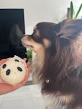 世界の名犬牧場に投稿された画像（2025/3/30）