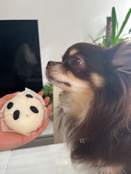 世界の名犬牧場に投稿された画像（2025/3/30）