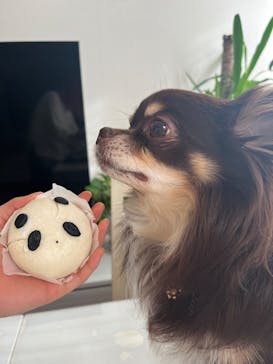 世界の名犬牧場に投稿された画像（2025/3/30）