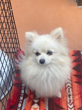 おさるの湯もみ処　おさ湯に投稿された画像（2025/3/30）