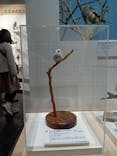 特別展「鳥～ゲノム解析が解き明かす新しい鳥類の系統～」に投稿された画像（2025/3/30）