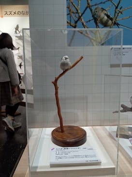 特別展「鳥～ゲノム解析が解き明かす新しい鳥類の系統～」に投稿された画像（2025/3/30）