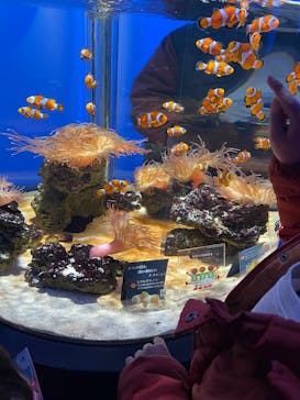 NIFREL（ニフレル）に投稿された画像（2025/3/30）