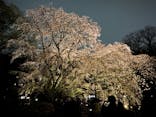 六義園に投稿された画像（2025/3/30）