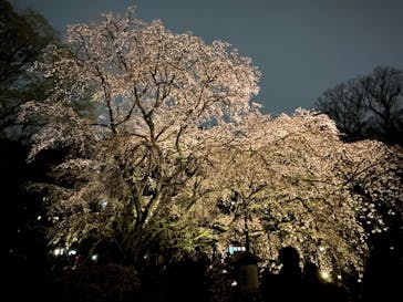 六義園に投稿された画像（2025/3/30）