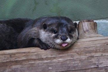 世界淡水魚園水族館　アクア・トトぎふに投稿された画像（2025/3/30）