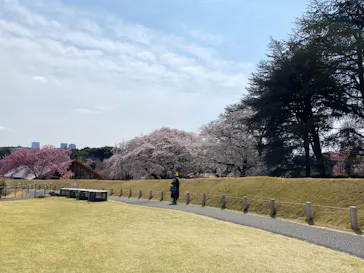 新宿御苑に投稿された画像（2025/3/30）