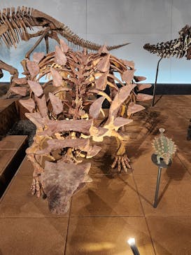 福井県立恐竜博物館に投稿された画像（2025/3/30）