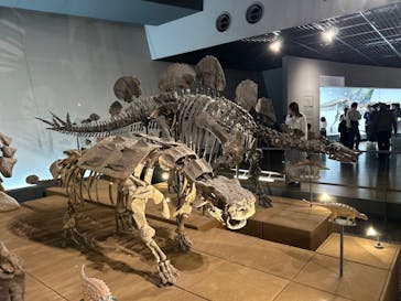 福井県立恐竜博物館に投稿された画像（2025/3/30）