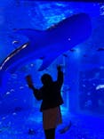 のとじま水族館に投稿された画像（2025/3/30）