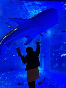 のとじま水族館に投稿された画像（2025/3/30）