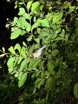 SUNSHINE MARIN 宮古島に投稿された画像（2025/3/30）