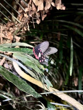 SUNSHINE MARIN 宮古島に投稿された画像（2025/3/30）