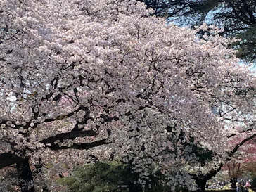 新宿御苑に投稿された画像（2025/3/30）