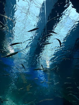 滋賀県立琵琶湖博物館に投稿された画像（2025/3/30）