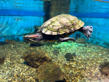 滋賀県立琵琶湖博物館に投稿された画像（2025/3/30）