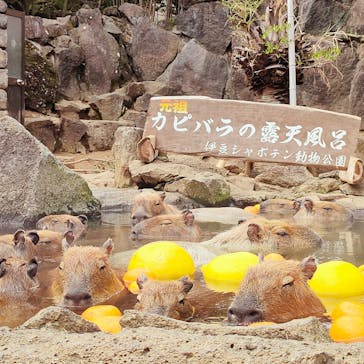 伊豆シャボテン動物公園に投稿された画像（2025/3/30）