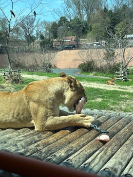 東京動物園協会_多摩動物公園に投稿された画像（2025/3/30）