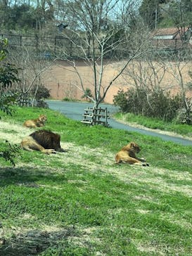 東京動物園協会_多摩動物公園に投稿された画像（2025/3/30）
