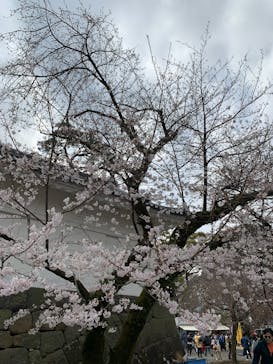 小田原城に投稿された画像（2025/3/30）