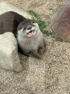 しろとり動物園に投稿された画像（2025/3/30）