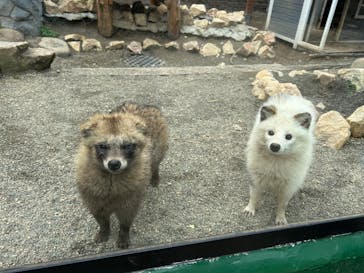 しろとり動物園に投稿された画像（2025/3/30）