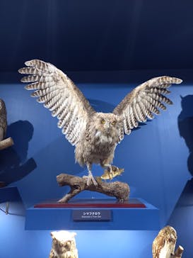 特別展「鳥～ゲノム解析が解き明かす新しい鳥類の系統～」に投稿された画像（2025/3/30）