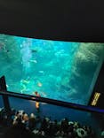 新江ノ島水族館に投稿された画像（2025/3/30）
