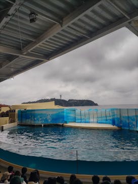 新江ノ島水族館に投稿された画像（2025/3/30）